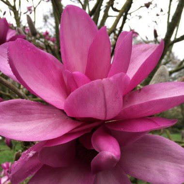magnolia apollo